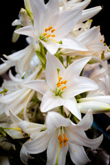 White lily flower