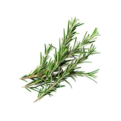Fototapeta premium Fresh Rosemary Sprigs Rest Against The Pristine White Backdrop, Their Aromatic Presence A Delight To The Senses