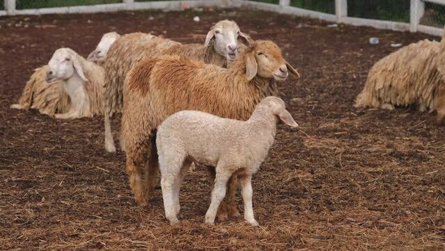 slow motion shot group of fluffy sheep stand on a farm some are standing, some are walking with a white fence in the background, livestock agriculture