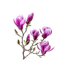 Fototapeta premium Purple Magnolia Flowers Bloom In Solitude, Their Regal Presence A Vision Of Beauty Against The Blank Canvas