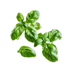 Fototapeta premium Sprigs Of Basil Offer A Fragrant Touch Against The Blank Canvas, A Burst Of Flavor Awaiting Discovery