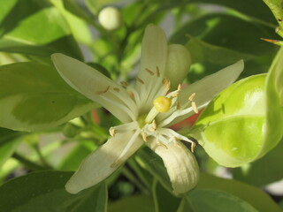 Zbliżenie na białe kwiaty cytryny © Kumulugma
