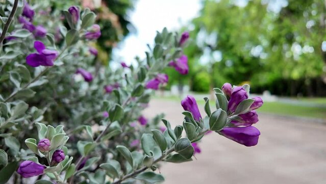 Blooming purple sage, texas ranger or silverleaf in the flower pot outdoor.