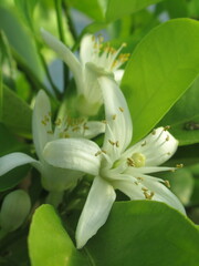 Zbliżenie na białe kwiaty cytryny © Kumulugma