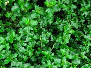 Vibrant Green Leafy Ground Cover - Dense, Lush Foliage in a Natural Setting