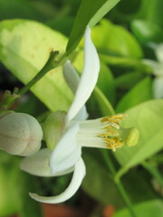 Zbliżenie na białe kwiaty cytryny © Kumulugma