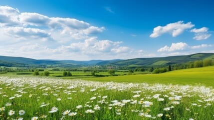 Fototapeta premium Beautiful spring and summer natural landscape with blooming field of daisies in the grass in the hilly countryside