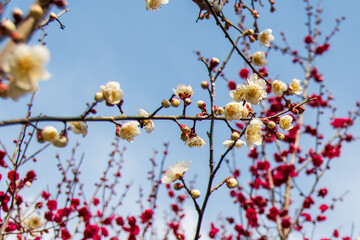白梅の花