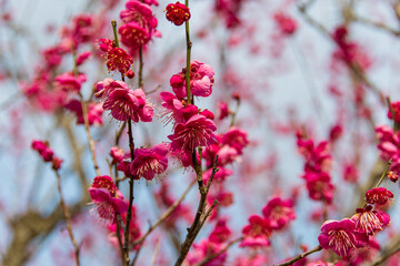 紅梅の花