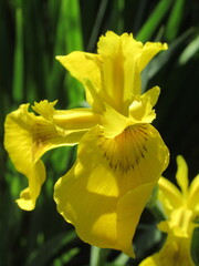 Zbliżenie na żółte kwiaty irysów © Kumulugma