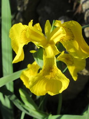 Zbliżenie na żółte kwiaty irysów © Kumulugma