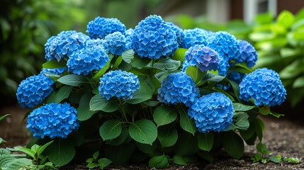 咲き誇る紫陽花