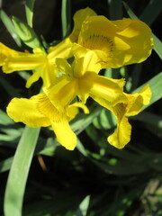 Zbliżenie na żółte kwiaty irysów © Kumulugma