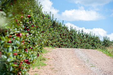 Dirt road by an apple plantation in the countryside of Caxias do Sul, Rio Grande do Sul, Brazil