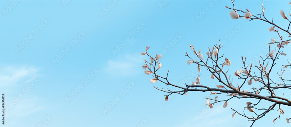Leinwandbilder tree branches reaching into the clear blue sky, creating an idyllic copy space image.