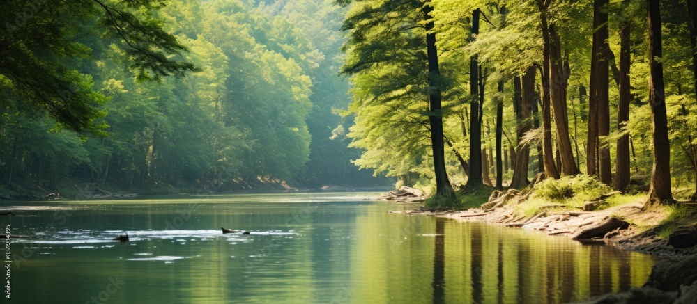 Aufkleber trees beside a river in a forest, close-up shot with copy space image.