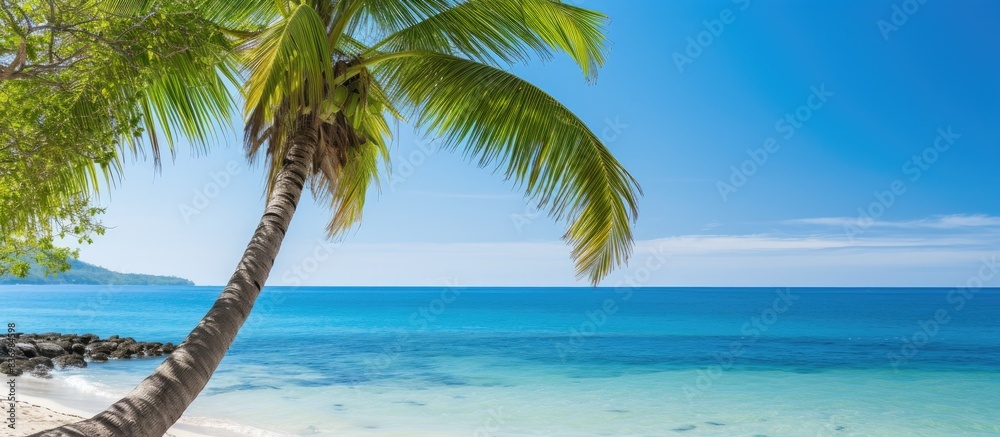 Poster scenic tropical beach in the dominican republic with a palm tree in the foreground and a picturesque