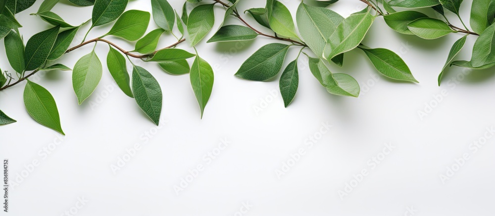 Poster beautiful white background with green leaves set in copy space image.
