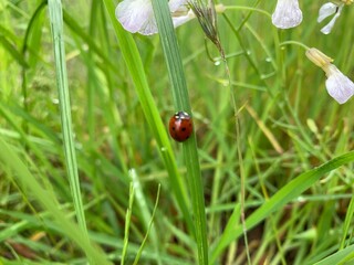 ladybug on grass