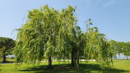 Babylon willow or weeping willow (Salix babylonica)  in a city park