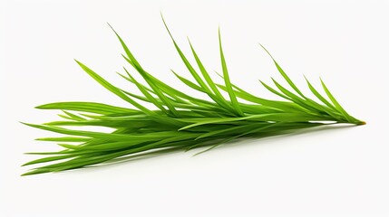 Fototapeta premium fresh rosemary on white background