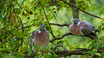 A pair of woodpigeons photographed close up.