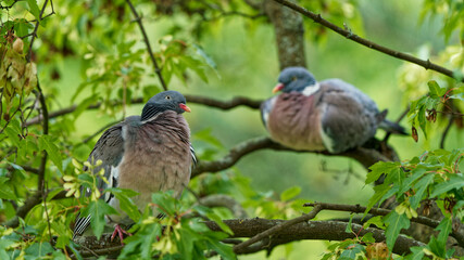 A pair of woodpigeons photographed close up.