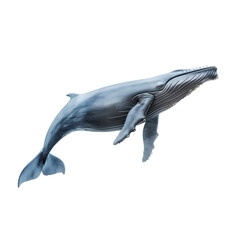 Detailed illustration of a lone blue whale, the largest animal on earth, set against a white backdrop