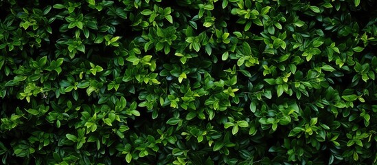 Fototapeta premium This is a bush bush where people can use it as a nature background It has an abstract pattern too which is typical to nature. Creative banner. Copyspace image