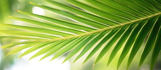 Obraz premium Beautiful green foliage texture Closeup of palm leaf on natural sunny background artistic nature closeup Tropical garden idyllic summer nature background Backlight exotic natural pattern