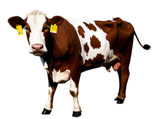 a brown cow isolated on transparent background cutout