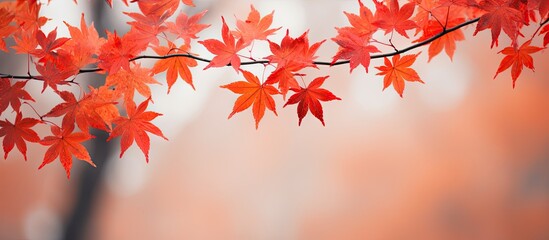 Close up background of maple leaves. Creative banner. Copyspace image