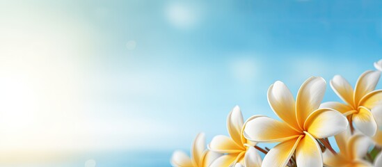 Fototapeta premium Plumeria flower with sunlight background. Creative banner. Copyspace image