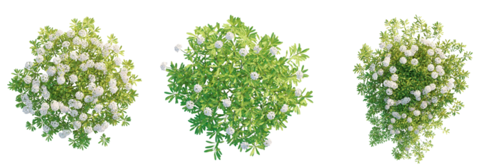 Iberis sempervirens tree top view, tree plan 4k png cutout