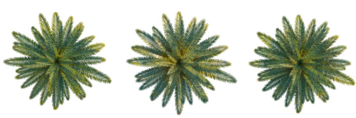  Phoenix canariensis tree top view, tree plan 4k png cutout