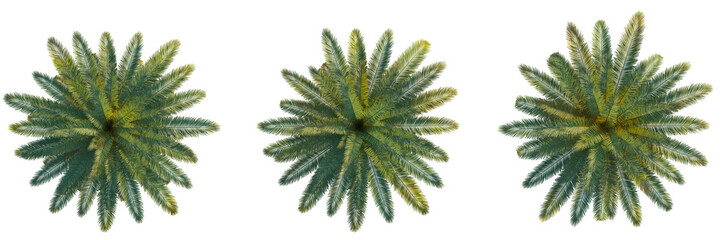  Phoenix canariensis tree top view, tree plan 4k png cutout