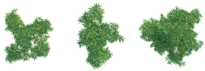Bambusa multiplex tree top view, tree plan 4k png cutout