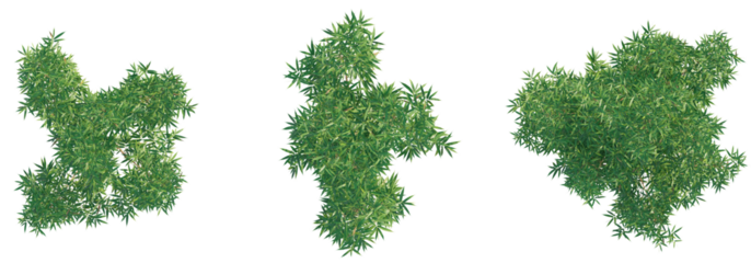 Bambusa multiplex tree top view, tree plan 4k png cutout