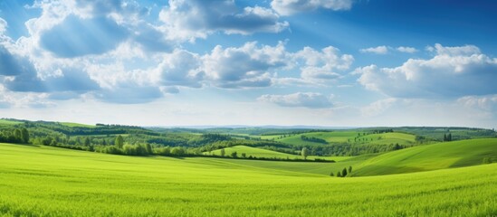 Obraz premium Grass on the field during sunrise Agricultural landscape in the summer time. Creative banner. Copyspace image
