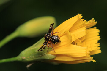 red synema globosum spider macro photo