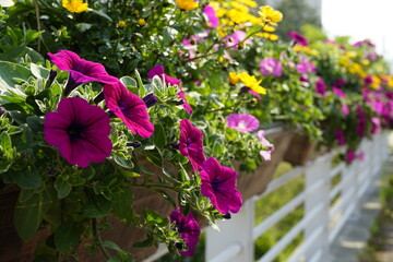 길가에 꽃들이 아름답게 피었습니다