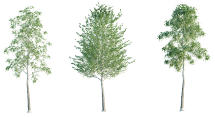 Betula pendula, Birch 4k png cutout
