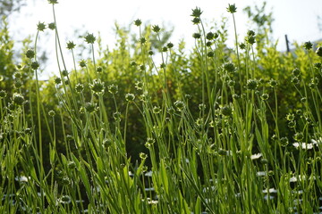 들녁에 봄에 피는 야생화가 아름답습니다