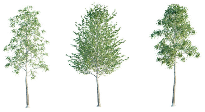Betula pendula, Birch 4k png cutout