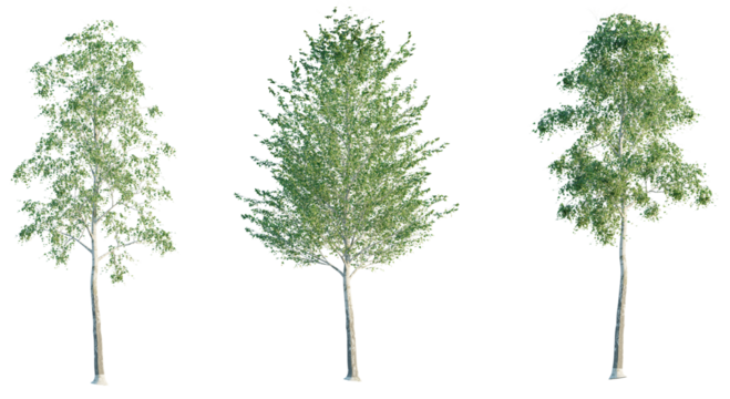 Betula pendula, Birch 4k png cutout