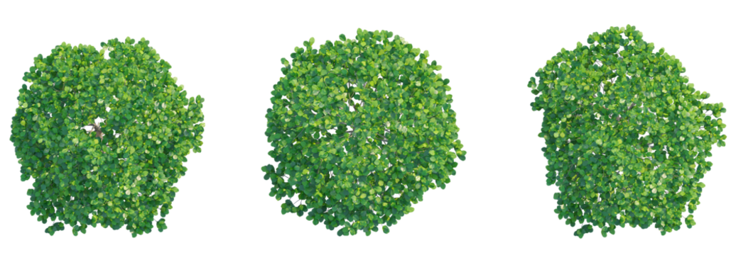 Terminalia catappa tree top view, tree plan 4k png cutout