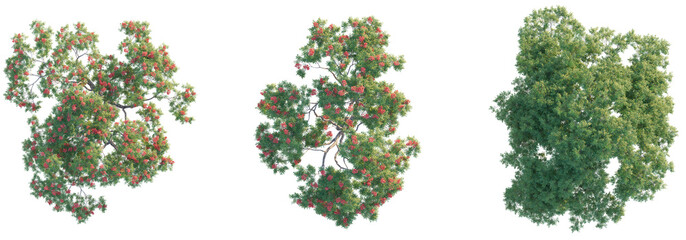 Obraz premium Dolonix regia tree top view, tree plan 4k png cutout