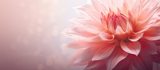 Fototapeta premium Side of Petal of flower on left side. Creative banner. Copyspace image