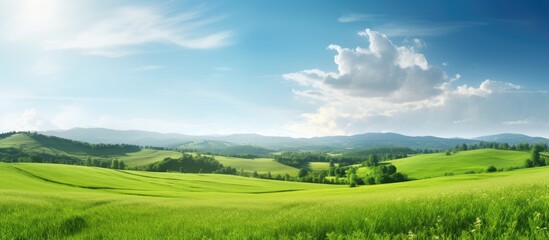 Fototapeta premium Grass on the field during sunrise Agricultural landscape in the summer time. Creative banner. Copyspace image