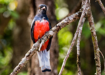 potrait of a Blue-crowned Trogon
